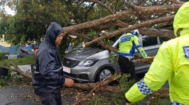 Mobil Minibus Tertimpa Pohon Pelindung di Depan Kantor Bupati Parigi Moutong