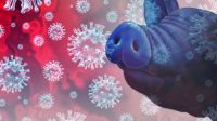 Akibat Virus ASF, Populasi Ternak Babi di Parigi Moutong Tersisa Tinggal 15 Persen