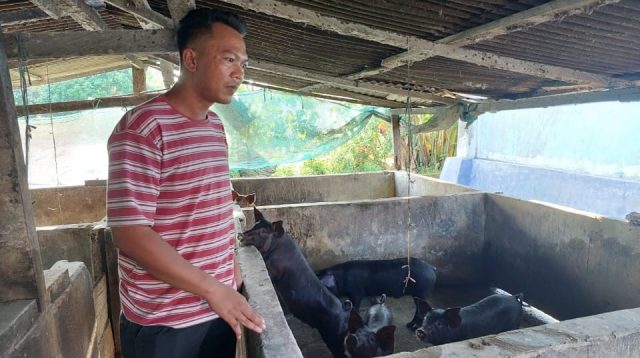 Merugi Puluhan Juta, Peternak Babi di Parigi Moutong Hanya Bisa Pasrah