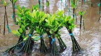 Rangkaian Kejurnas Panjat Tebing, Ada Agenda Tanam Mangrove di Pesisir Teluk Tomini Rangkaian Kejurnas Panjat Tebing, Ada Agenda Tanam Mangrove di Pesisir Teluk Tomini
