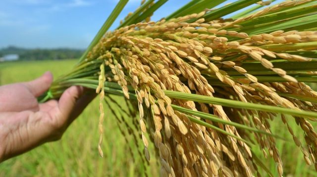 DPR RI Dorong Bulog Tingkatkan Serapan Varietas Beras Lokal