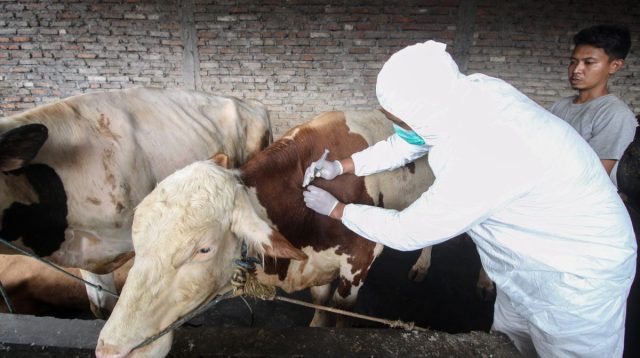 Jelang Idul Adha, Disbunnak Sulteng Lakukan Pemeriksaan Kesehatan Hewan Ternak