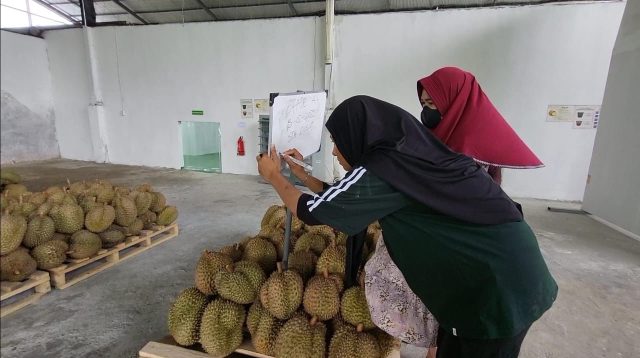 Apdurin Sebut Keberadaan Packing House Durian Perlu Dikontrol