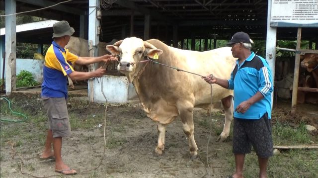 Sapi Kurban Presiden untuk Parigi Moutong Berbobot 976 Kg