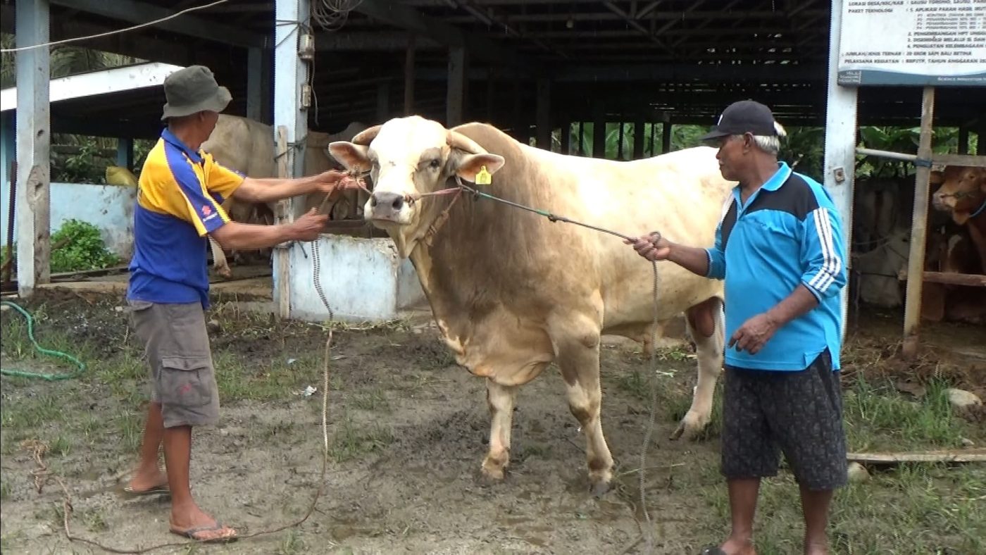 Sapi Kurban Presiden untuk Parigi Moutong Berbobot 976 Kg