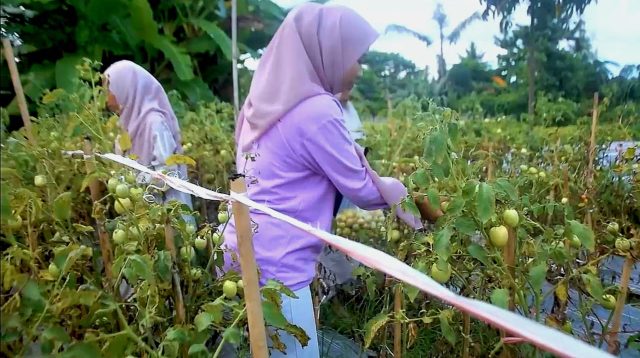Dukung Ketahanan Pangan, Masyarakat Diajak Manfaatkan Lahan Tidur