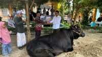 Pemda Parigi Moutong Serahkan Sapi Kurban Bantuan Presiden di Bolano Lambunu, Terdistribusi di 13 Desa untuk 300 KK