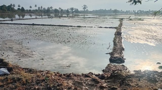 Banjir Rendam Puluhan Hektare Sawah dan Kebun di Desa Masari Parigi Moutong