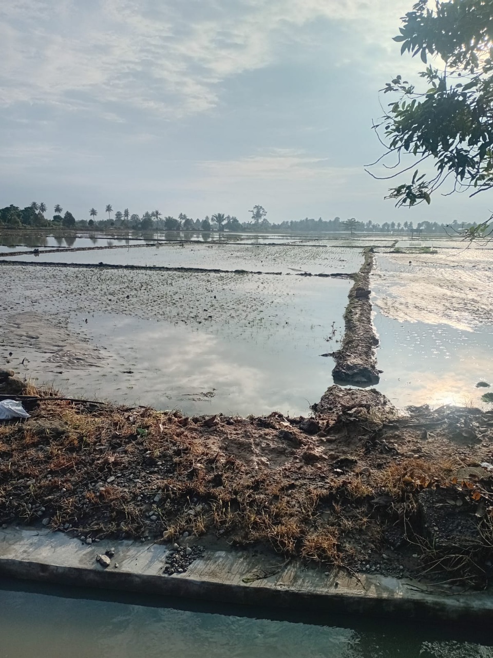 Banjir Rendam Puluhan Hektare Sawah dan Kebun di Desa Masari Parigi Moutong