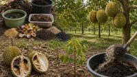 Racikan Pupuk Organik Diuji Coba untuk Atasi Fenomena 'Bangkalan' Durian di Parigi Moutong Racikan Pupuk Organik Diuji Coba untuk Atasi Fenomena 'Bangkalan' Durian di Parigi Moutong