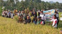 Hadiri Panen Perdana Padi Program CSR di Toriapes Kasimbar, Erwin Burase Sekaligus Tampung Aspirasi Petani